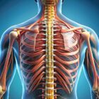 anatomical-view-of-the-deep-spinal-muscles-including-the-multifidus-and-transversus-abdominis