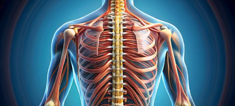 anatomical-view-of-the-deep-spinal-muscles-including-the-multifidus-and-transversus-abdominis