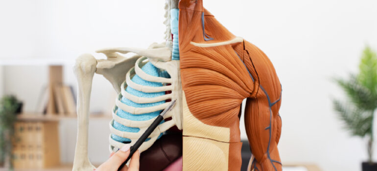biomechanical-chart-illustrating-how-proper-diaphragm-descent-creates-intra-abdominal-pressure-around-the-spine